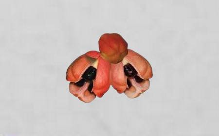 Fruits d'aki, un ouvert montrant les arilles jaunes et les graines noires, et un fermé sur l'arbre.