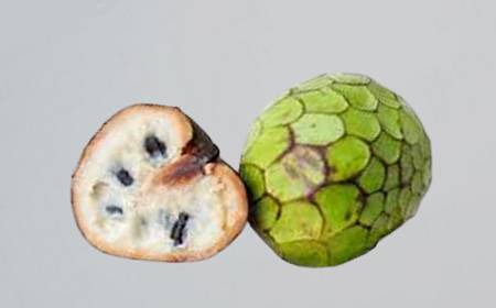 Fruit anone Annona cherimola entier et coupé en deux montrant la chair blanche et les graines noires