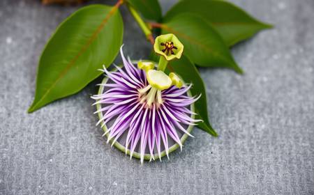 Fleur barbadine passiflora quadrangularis