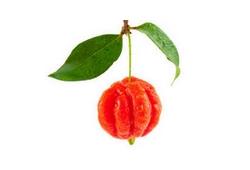 La cerise de Cayenne, fruit rouge côtelé