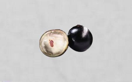 Un arbre de jaboticaba avec des fruits poussant directement sur le tronc