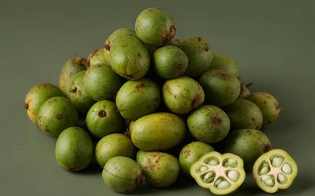 Une branche de moringa avec des gousses (fruits) et des feuilles.