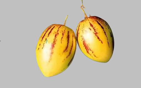 Un pepino entier avec ses stries violettes