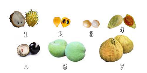 Collection de fruits exotiques aux formes et noms étonnants
