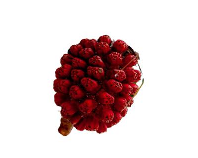 Hala Fruit, fruit en H