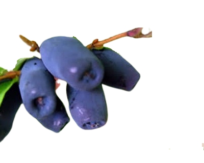 Honeyberry, fruit en H