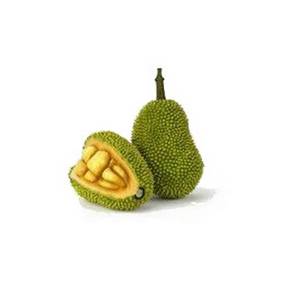 Un énorme fruit du jacquier entier sur un arbre, à côté de bulbes de pulpe jaune extraits.