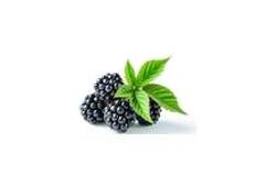 Mûres noires brillantes, baies sauvages en M