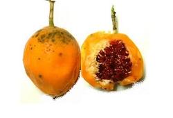 La passiflore, fruit de la passion orange