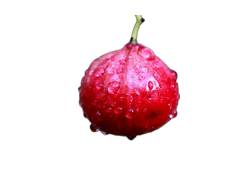 Quandongs rouges vifs, fruit australien en Q