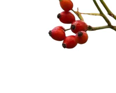 Rose Hip