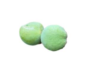 La Sapote Blanche, un fruit à la chair crémeuse et douce