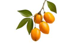 Fruits de Ximenia orange-rougeâtre, prune sauvage africaine en X